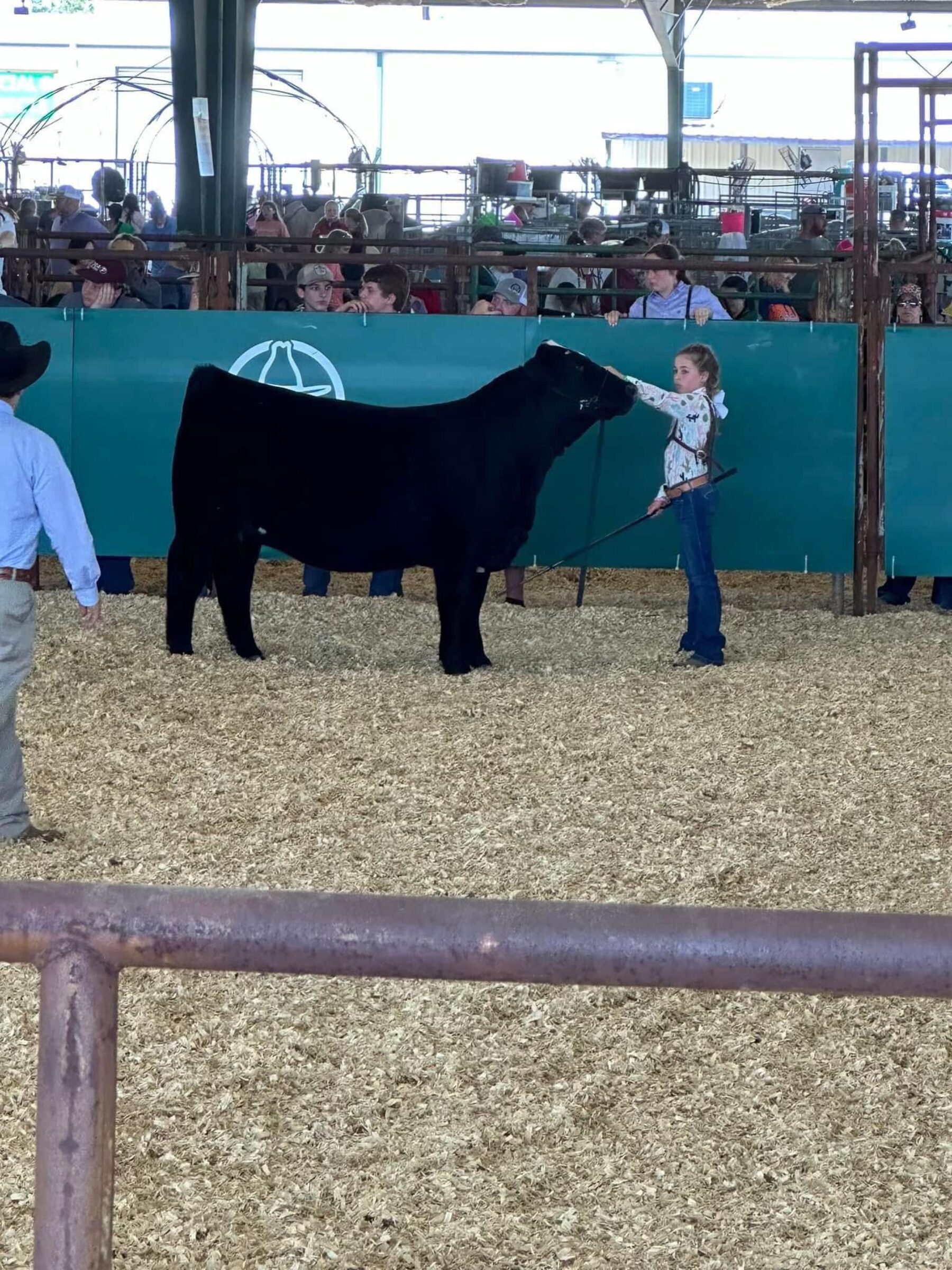 BKE Farms Wagyu cattle at a Texas show